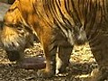 Blood lollies given to tigers to keep them cool