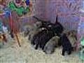 Izzy&#039;s babies at 6 weeks old in nursery