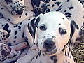NBC Nightly News with Brian Williams - Spot The 16 Dalmatians!