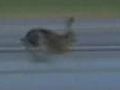 Hares On The Loose At Milan Airport