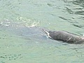 Injured sperm whale calf wanders into Miami Beach marina