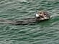 MythBusters: Sea-Otter Shenanigans