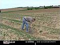 Solaize : Un distributeur automatique d’asperges (Rhône)