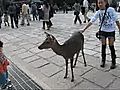 奈良公園のかわいいバンビちゃんです。