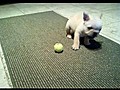 French Bulldog Plays With His Tennis Ball