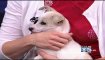 E. Bay ASPCA Hosting Jack London Square Adoptathon