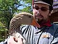 Geese Fall In Love With Theme Park Workers