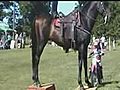BGT judges wowed by horse act