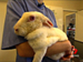 Mysterious rabbit deaths