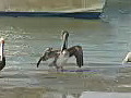 Royalty Free Stock Video HD Footage Group of Pelicans at the Waters Edge in Jupiter,  Florida