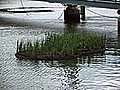 Floating Wetlands