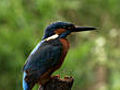 Kingfishers