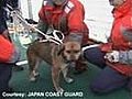 Tsunami dog rescued after 3 weeks