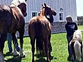 Le plus grand et le plus petit cheval au monde !