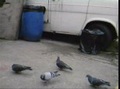la chasse