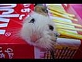 Some funny and cute hamsters