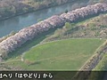 京都・八幡市の背割堤のサクラ