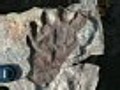 First Footprint of Life on Earth