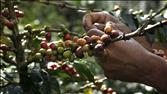 Markets Hub: Trouble Brewing Over Coffee