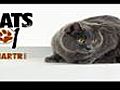 Cats 101: Chartreux