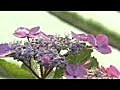 ２０１０　６月２２日　下赤坂の棚田にて　紫陽花