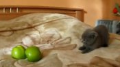 Kitten Fights Scary Apples