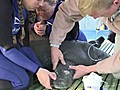 Raw video: SeaWorld &#039;optimistic&#039; about 480-pound,  cold-stressed manatee