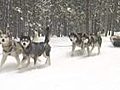 Take a Dog Sled ride in Breckenridge,  Colorado