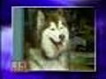 Charges To Be Filed In Dog Shooting Case
