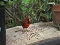 multiple bird species feeding frenzy cardinal bunting blue jay