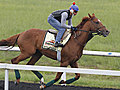 Animal Kingdom eyes Triple Crown’s second jewel