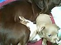 4 week old Chihuahua Puppies playing with Mom