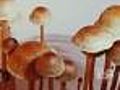 Study: Shrooms Lift Mood In Cancer Patients