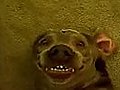 Dog farts & makes funny face!