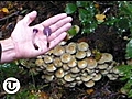Mushroom foraging in Dorset
