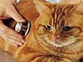 Oregon cat diagnosed with bubonic plague