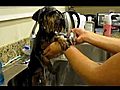 Yorkie Shower Time!