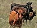 No rain means higher beef prices