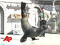 Sea Lion Gets Festive With Irish Jig