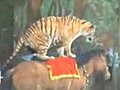 Tiger Riding a Horse