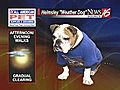 Helmsley the weather dog: Outdoor walking forecast