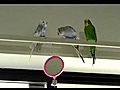 Budgies Hilarious First Encounter with an Oscillating Fan