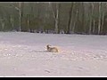 Dogs Go Body Sledding