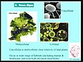 Biology 1B - Lecture 30: Origin of land plants / - Bryophyte