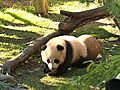 Panda Cub Debut