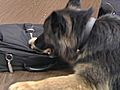 &#039;Michael Jordan Of Police Dogs&#039; Sniffs Out Drugs