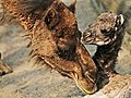 Dromedar-Baby im Berliner Zoo