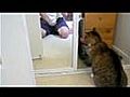 cat versus mirrorcat