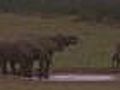 Raw Video: Game Reserve Boosted by WCup Fans