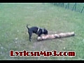 My Dog Having Fun with A big Branch